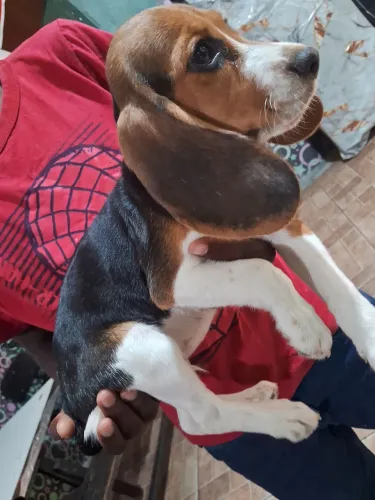 Filhotes Beagle original