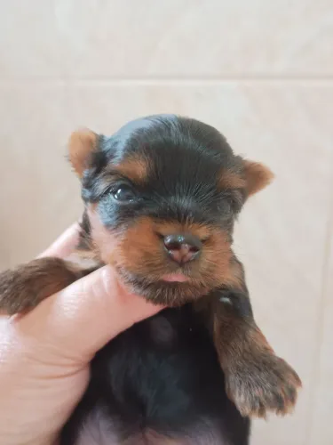 Cachorro