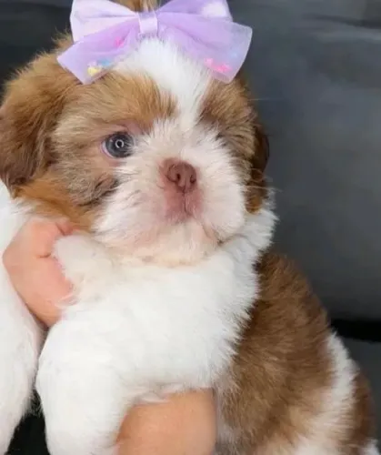 Shih tzus minis legítimos