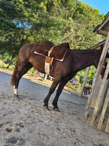 Cavalo - égua mansa