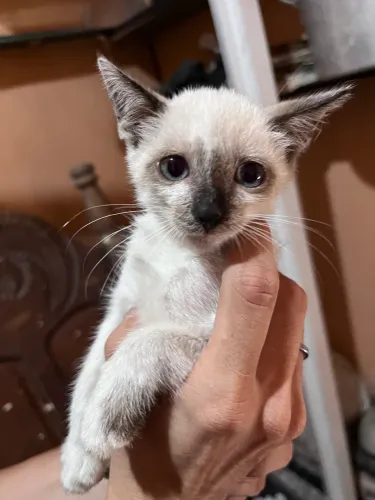 Gatinho 
