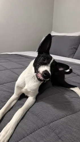 Adoção Max