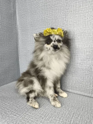 Fêmea Spitz Merley