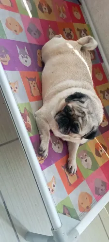 Fêmea de Pug raça pura porte pequeno 
