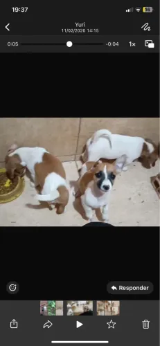 Vende-se filhotes de jack russel terrier 