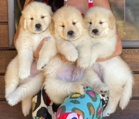 Golden retriever filhote disponivel