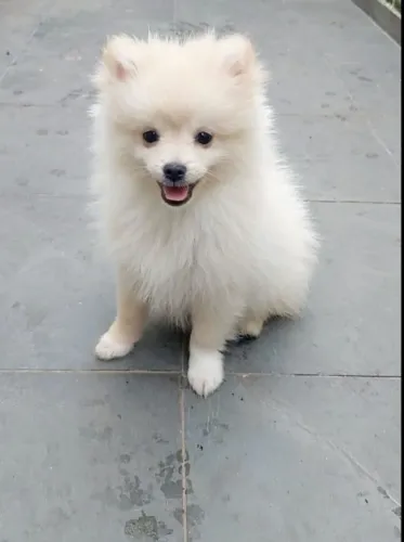 Lulu da Pomerânia