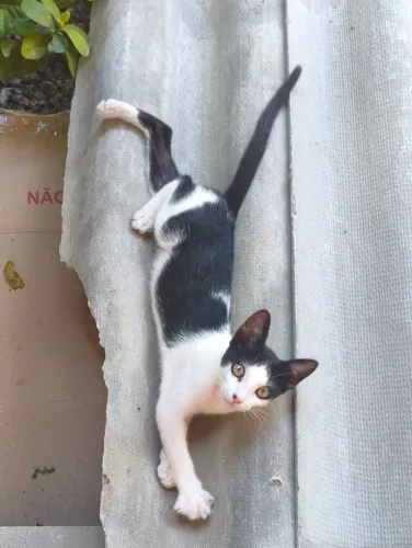 Gatinho filhote macho para adoção responsável