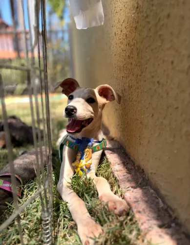 Cachorro filhote 3 meses porte médio macho para doação 