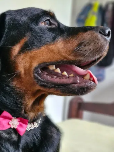 ? ADOÇÃO RESPONSÁVEL - ROTTWEILER FÊMEA VACINADA E EXTREMAMENTE OBEDIENTE ?