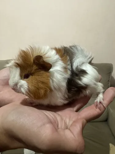 Porquinho da Índia Macho