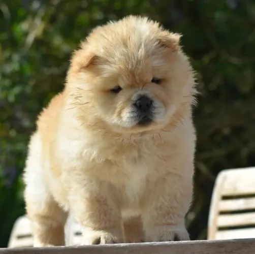Filhote Chow-chow, O amiguinho mais fiel e amoroso espera por você!