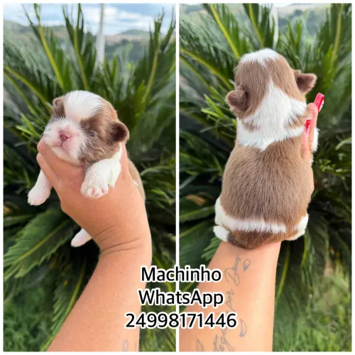 Shih Tzu (macho e fêmea) leia o anúncio