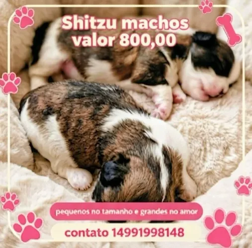 Shitzu
