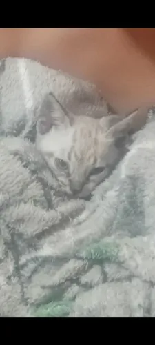 Gato filhote fêmea