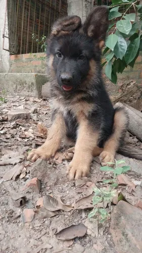 FILHOTE MACHO DE PASTOR ALEMÃO 