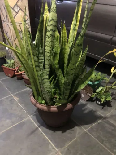 Linda e grande espada de São Jorge