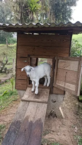 Vende se um mini bode 