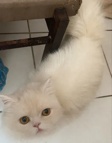 Gata Persa muito linda