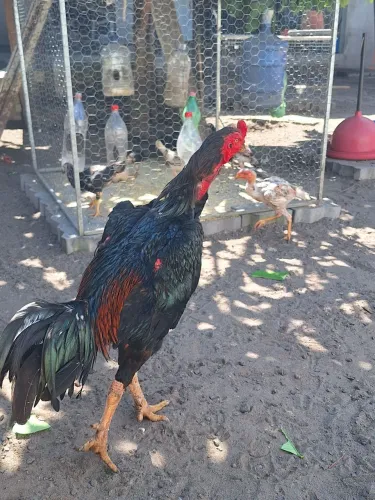 Pintinhos da raça chamos