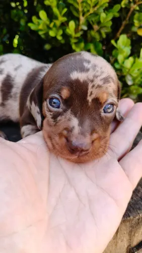 Dachshund machinho arlequim chocolate
