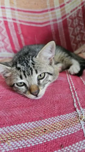 Filhotes para adoção 3 meses
