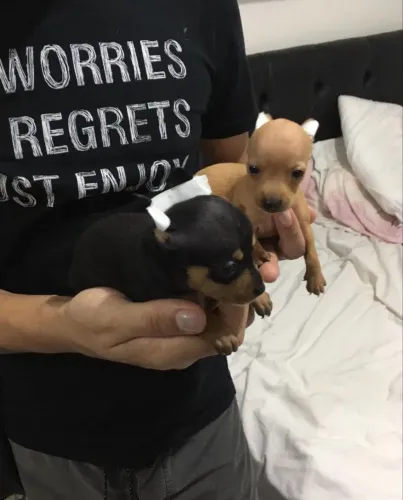PINSCHER ZERO