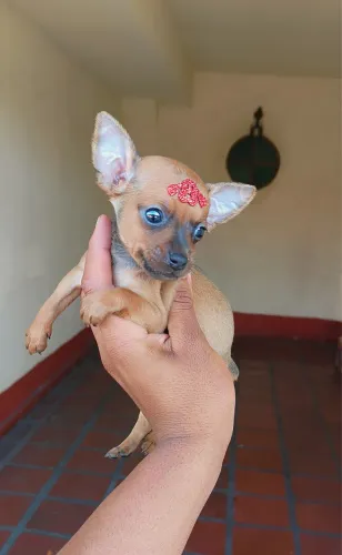 Pinsher pequeno com 64 dias com vacinas 