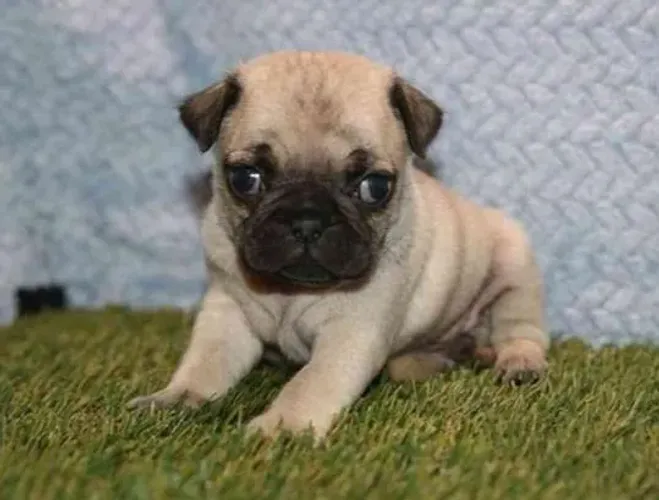 Pug Filhotes Super Tranquilos.