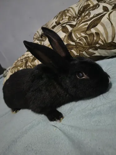 Vendo coelho macho raça Rex 1ano