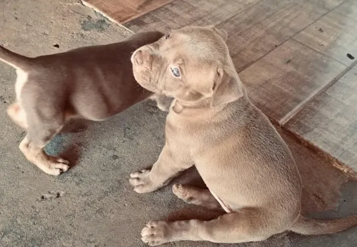 Pitty monster 