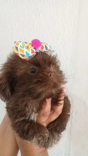 Shitzu fêmea chocolate disponível 