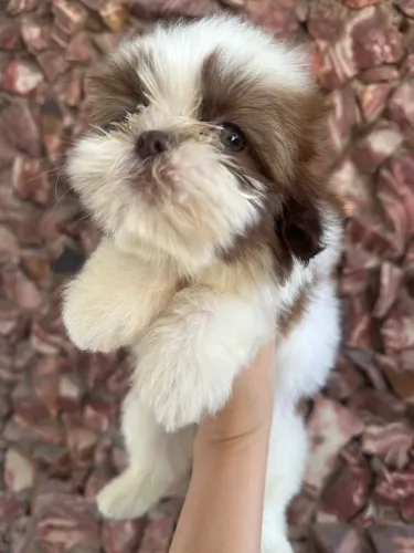 Filhotes de shihtzu