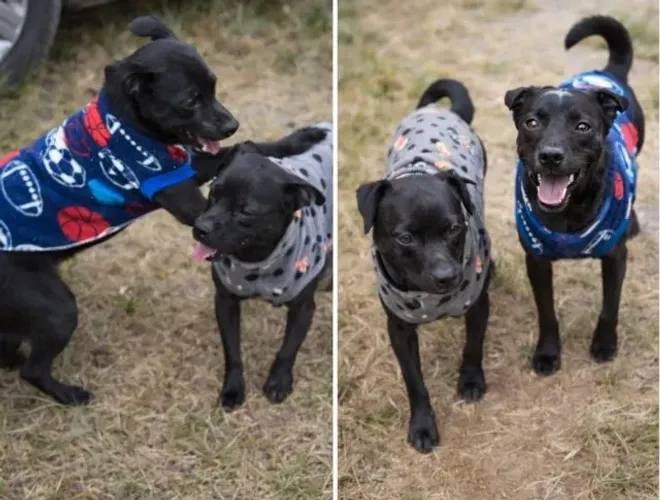 CÃES MACHO E FÊMEA CASTRADOS PORTE P PARA ADOÇÃO CONJUNTA RESPONSÁVEL
