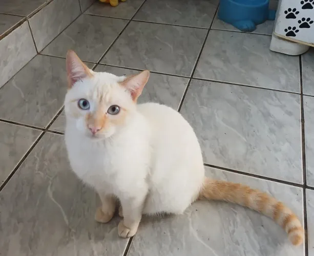 Gato