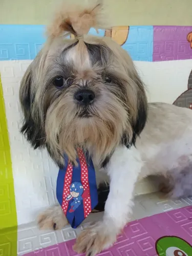 Shih Tzu macho