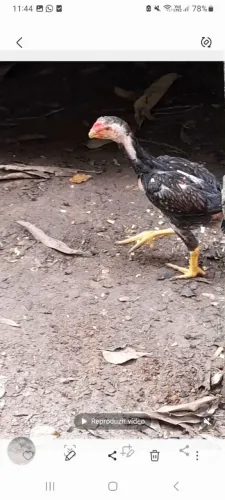 Vendendo frango Boiadeiro