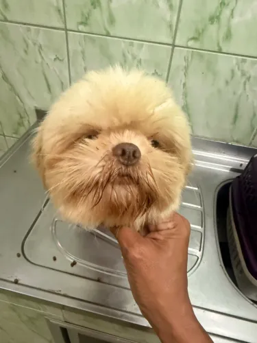 Fêmea de Shih tzu