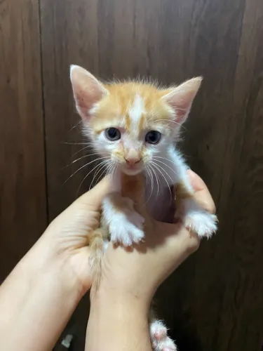 Gatinhos 