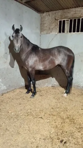 Vendo potro mangalarga marchador