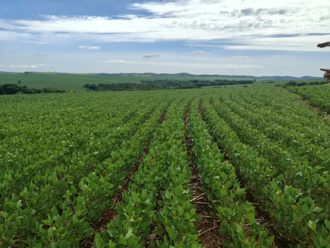 Sítio 50.82 hectares  de planta 
