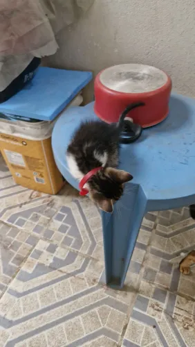 GATO PARA ADOÇÃO