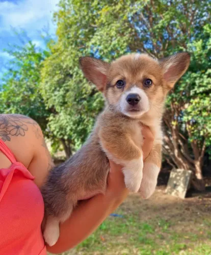 Welsh Corgi Pembroke/Envio já incluso no valor/Fêmeas 