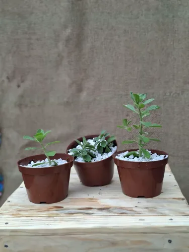 Mudas de Bodo Ótimo para Chás Naturais