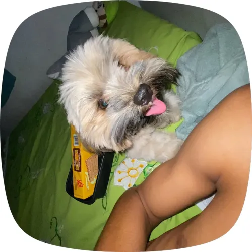 Procuro shitizu fêmea para cruzar me chamo Maylon tenho 1 ano e 5 meses?