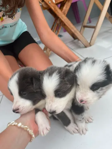 Filhote de Border Collie 