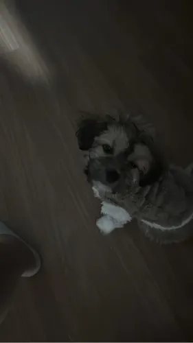 Shitzu de 3 meses