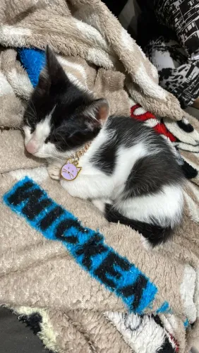 Doa-se gatinhas