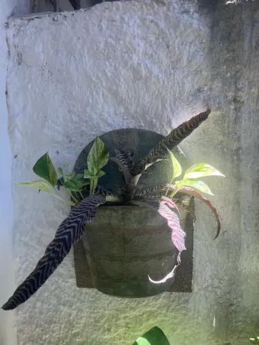 Vende-se plantas