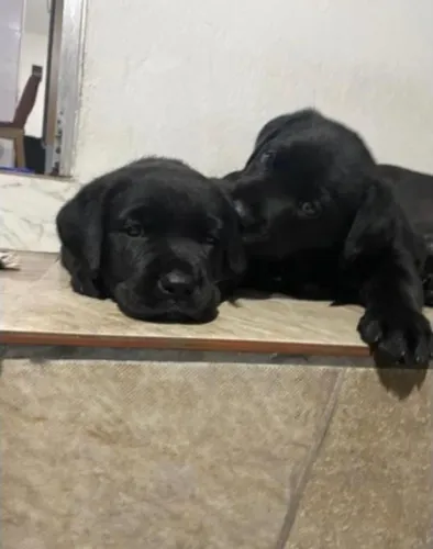 Filhote de labrador o companheiro que ilumina a rotina da família 